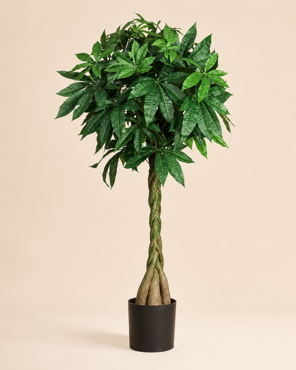 Premium faux money tree with braided trunk in a black nursery pot